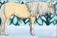Horse Color:Palomino Splash Rabicano 