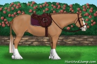 Horse Color:Chestnut Splash 