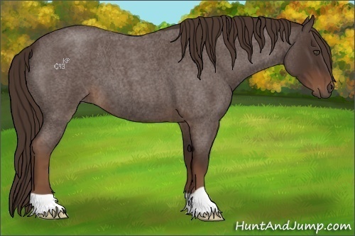 Horse Color:Liver Red Roan 