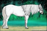 Horse Color:Palomino Near Leopard 
