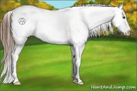 Horse Color:Chestnut Blanket 