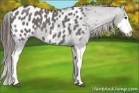 Horse Color:Grullo Roan Splash Appaloosa 