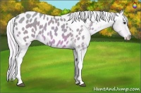 Horse Color:Watercolor Silver Bay Tobiano Appaloosa 
