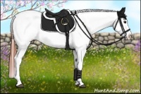 Horse Color:Brown Appaloosa Rabicano 