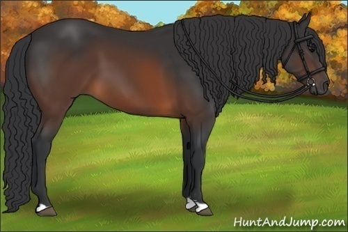 Horse Color:Brown 