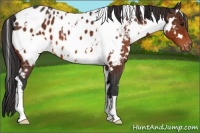 Horse Color:White Spotted Bay Appaloosa 