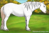 Horse Color:Grullo Pearl Near Leopard Rabicano