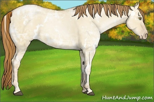 Horse Color:White Spotted Red Dun Ice Pearl 