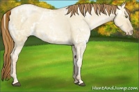 Horse Color:White Spotted Red Dun Ice Pearl 