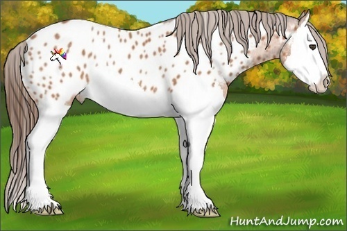 Horse Color:Bay Splash Appaloosa Rabicano 