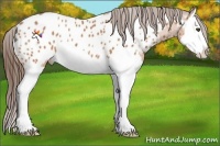 Horse Color:Bay Splash Appaloosa Rabicano 