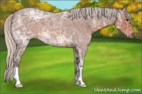 Horse Color:Silver Brown Ice Roan 