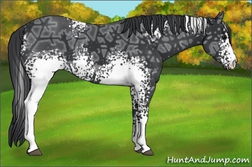 Horse Color:White Spotted Black Ice
