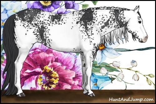 Horse Color:White Spotted Black