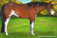 Horse Color:Brown Sabino