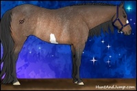 Horse Color:Buckskin Rabicano
