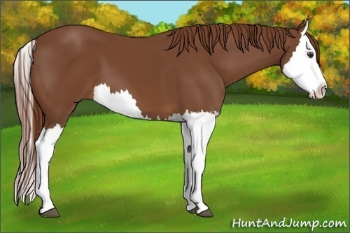Horse Color:Chestnut Splash 