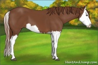Horse Color:Chestnut Splash