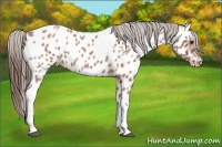 Horse Color:Bay Roan Tobiano Appaloosa 
