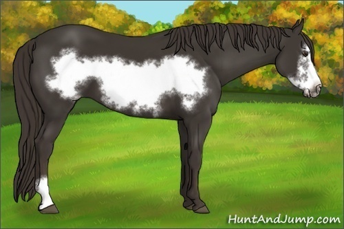 Horse Color:Liver Chestnut Frame 