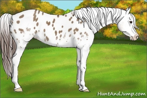 Horse Color:White Spotted Liver Red Dun Appaloosa 