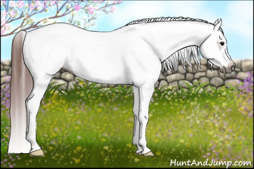 Horse Color:Gray Bay Appaloosa 