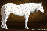 Horse Color:Bay Dun Appaloosa
