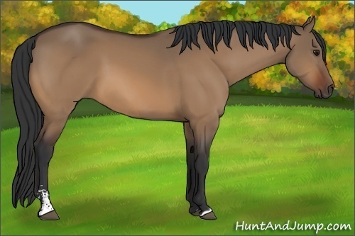 Horse Color:Bay Dun Sabino 