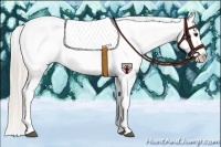 Horse Color:Silver Grullo Appaloosa 