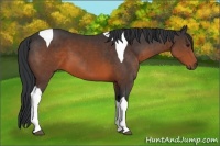 Horse Color:Brown Tobiano 