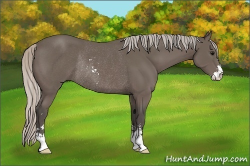 Horse Color:Silver Black Sabino Rabicano 