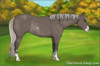Horse Color:Silver Black Sabino Rabicano 