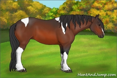 Horse Color:Bay Tobiano 