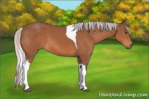 Horse Color:Silver Bay Tobiano 