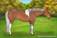 Horse Color:Silver Bay Tobiano