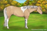 Horse Color:Silver Classic Champagne Tobiano Rabicano 
