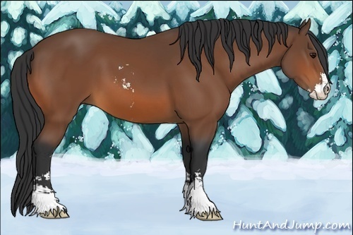 Horse Color:Bay Sabino