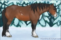 Horse Color:Bay Sabino 