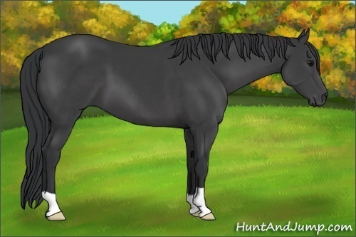 Horse Color:Black 