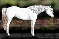 Horse Color:Buckskin Blanket 