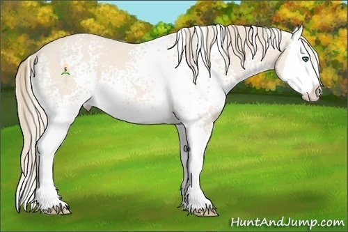 Horse Color:White Spotted Perlino Splash 