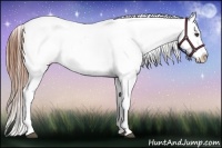 Horse Color:Red Roan Appaloosa 