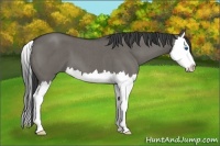 Horse Color:Grullo Roan Splash 