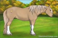 Horse Color:Palomino