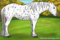 Horse Color:Brown Appaloosa