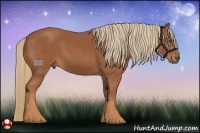 Horse Color:Chestnut Sabino Rabicano