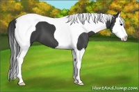 Horse Color:Black Splash Tobiano 