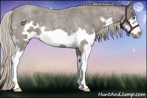 Horse Color:Silver Blue Roan Splash Frame