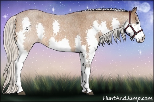 Horse Color:Silver Bay Roan Splash 