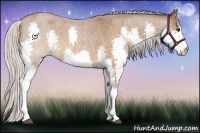 Horse Color:Silver Bay Roan Splash 